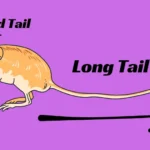 Long Tail e Head Tail