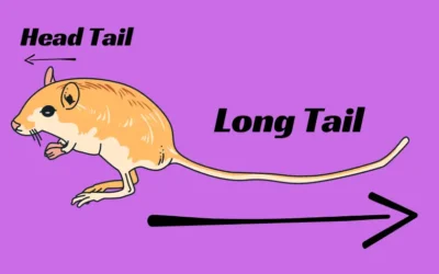 Long Tail e Head Tail